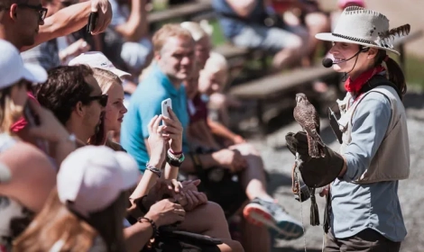 Birds of prey show m